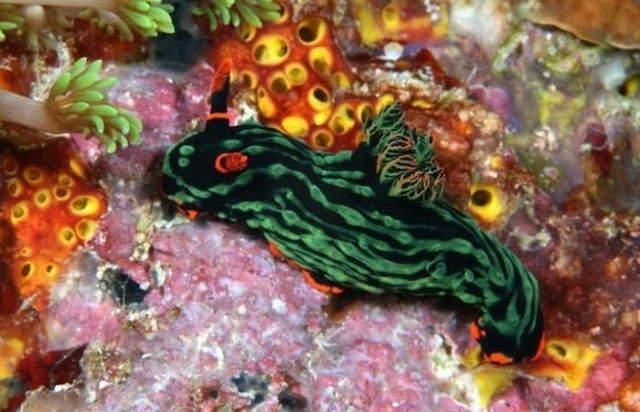 Shangrala's Beautiful Sea Slugs