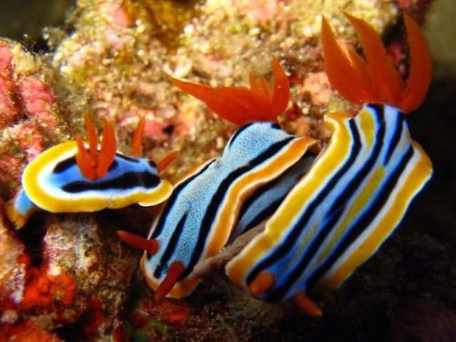 Shangrala's Beautiful Sea Slugs