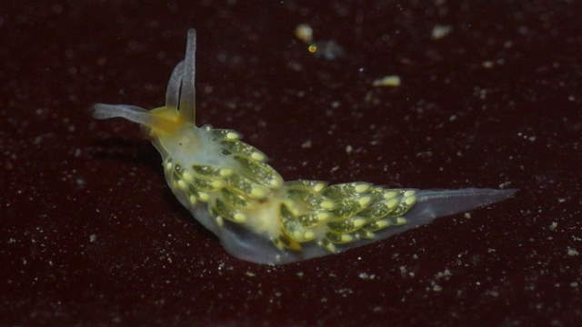 Shangrala's Beautiful Sea Slugs
