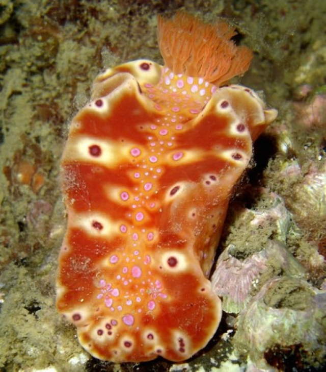 Shangrala's Beautiful Sea Slugs