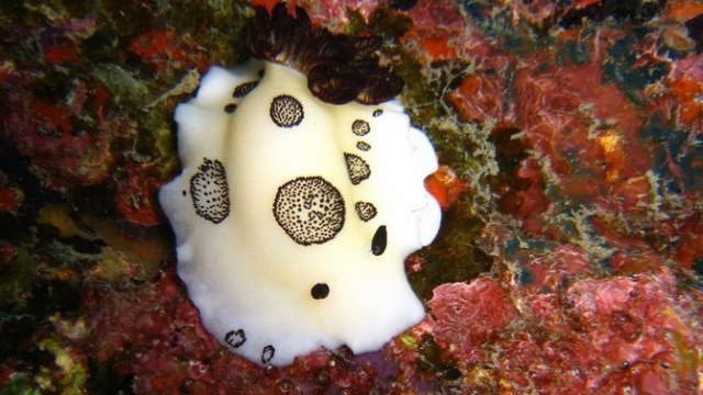 Shangrala's Beautiful Sea Slugs