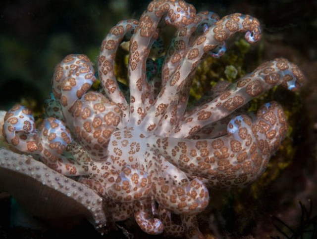 Shangrala's Beautiful Sea Slugs