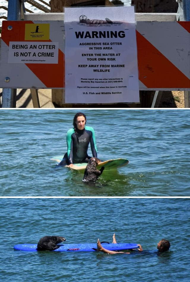 Shangrala's Top State's Humor