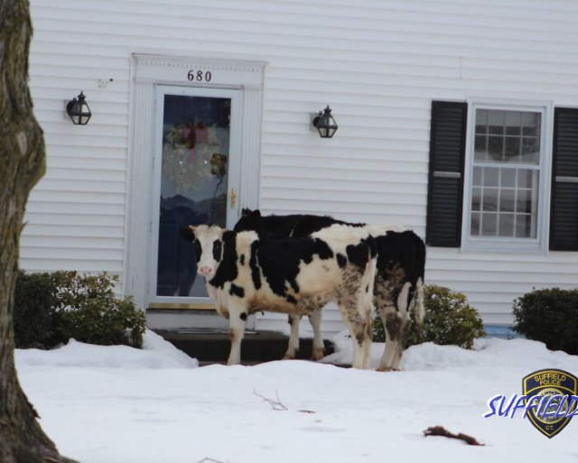 Shangrala's Top State's Humor