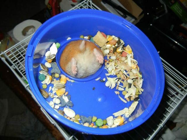 Shangrala's Stuck Animals 3