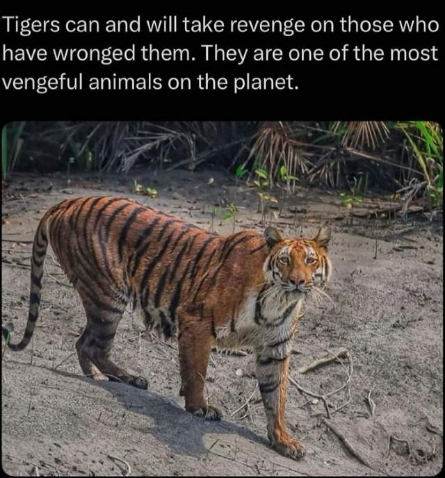 Shangrala's In The Wild Trivia