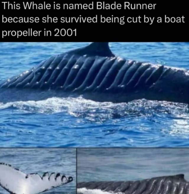 Shangrala's In The Wild Trivia