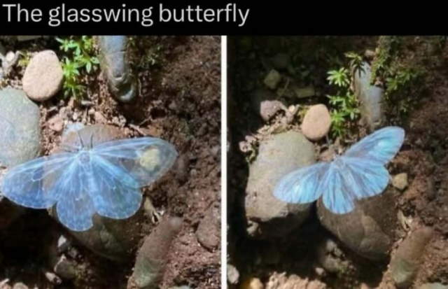 Shangrala's In The Wild Trivia