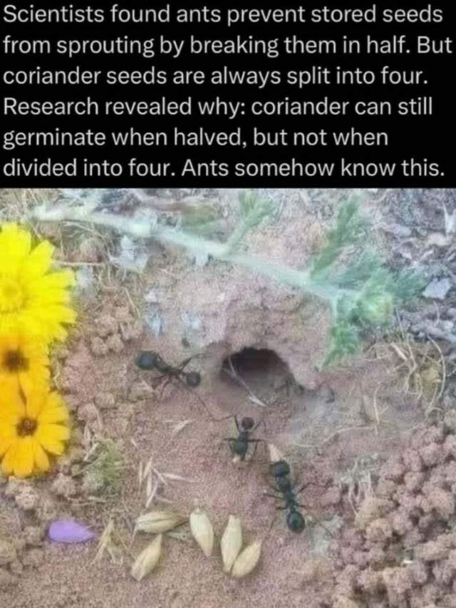 Shangrala's In The Wild Trivia