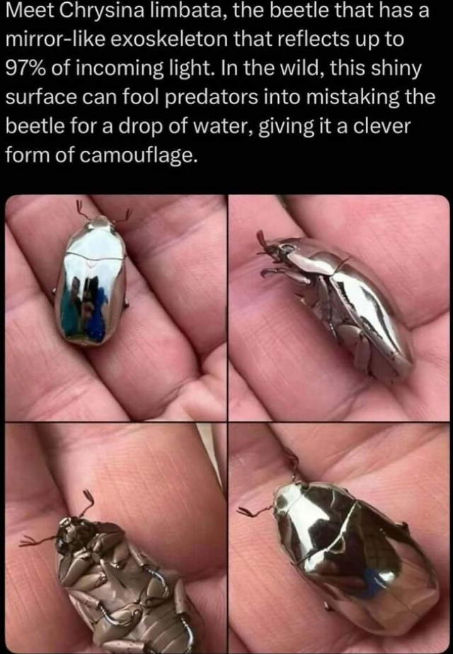 Shangrala's In The Wild Trivia