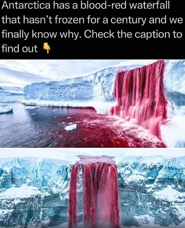 Shangrala's In The Wild Trivia