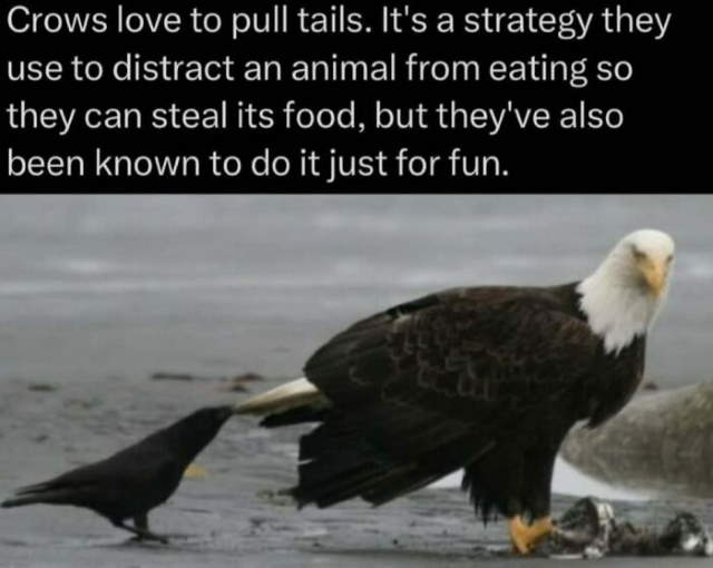 Shangrala's In The Wild Trivia