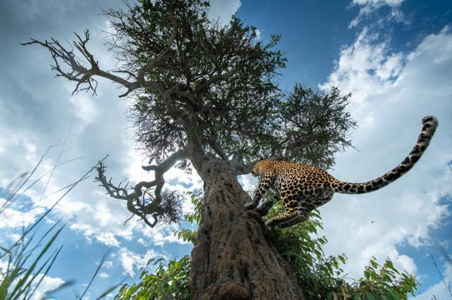 Shangrala's World Nature Awards
