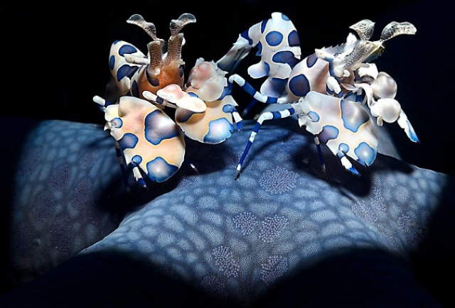 Shangrala's World Nature Awards