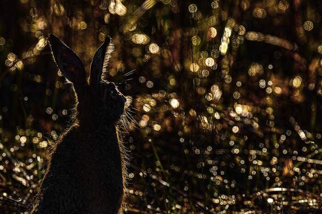 Shangrala's Siena Photo Awards 3
