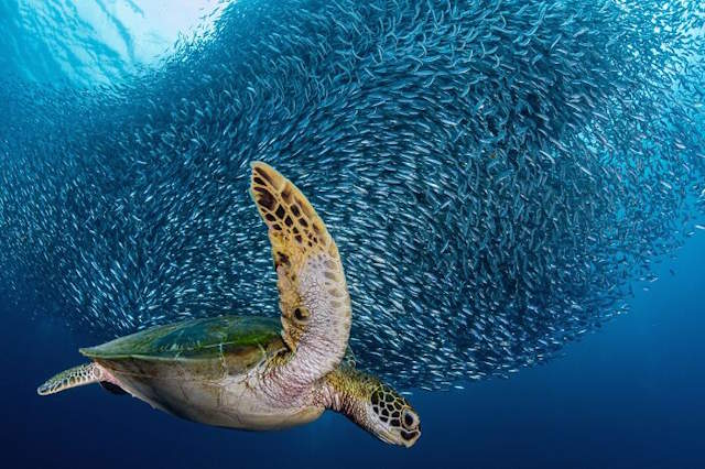 Shangrala's Siena Photo Awards 3