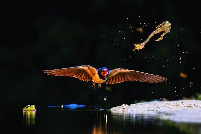 Shangrala's Siena Photo Awards 3