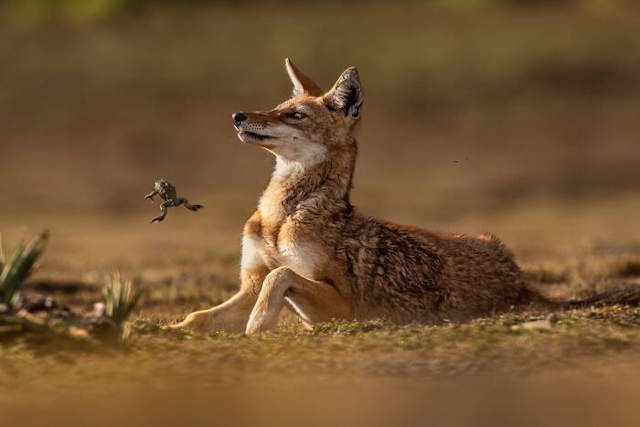 Shangrala's Siena Photo Awards 3
