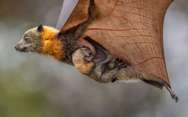 Shangrala's Siena Photo Awards 3