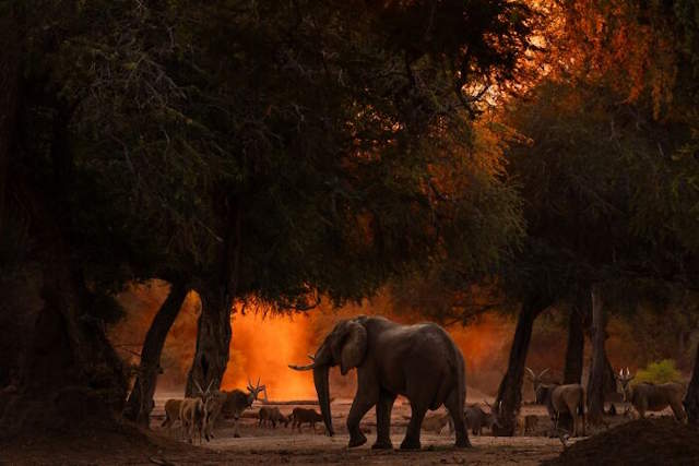 Shangrala's Siena Photo Awards 3