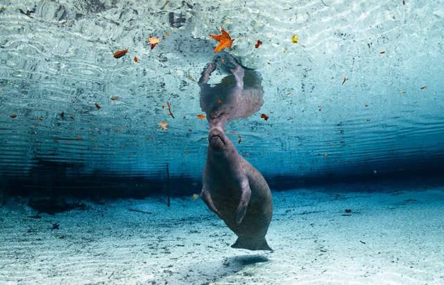Shangrala's Siena Photo Awards 3