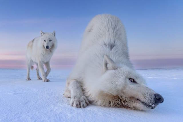 Shangrala's Siena Photo Awards 3