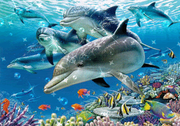 Shangrala's Dolphin Rescue
