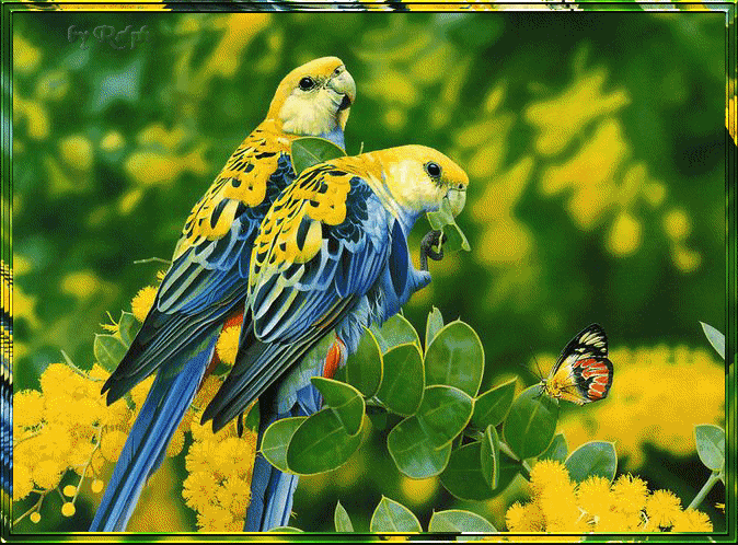 parrotbut.gif