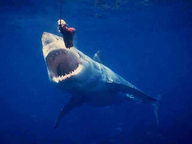 Great White Shark