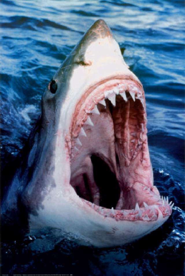 What are the enemies of great white sharks?