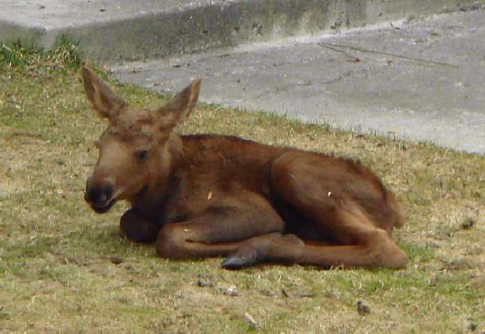 Shangrala's Newborn Moose