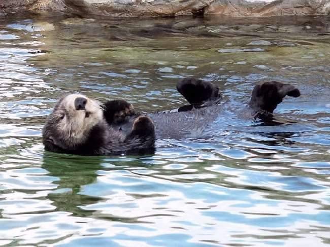 Shangrala's Oregon Coast Aquarium