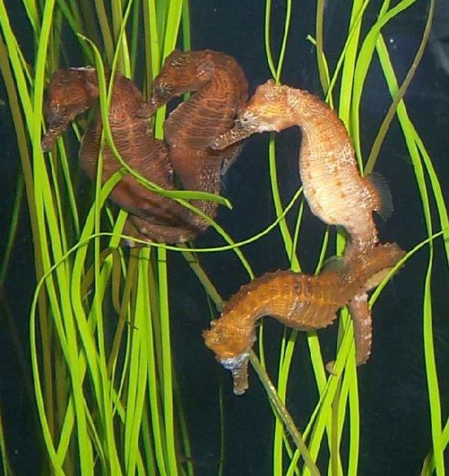 Shangrala's Oregon Coast Aquarium