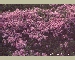 CLICK to SAVE AS/VIEW Full Size