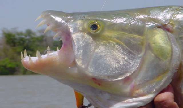 Shangrala's Tigerfish