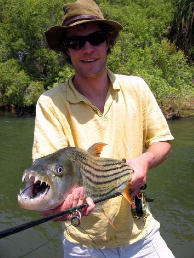 goliath tiger fish. Shangrala#39;s Tigerfish