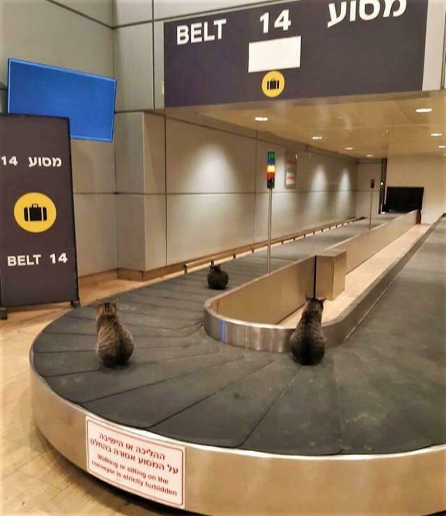 Shangrala's Airport Moments 2