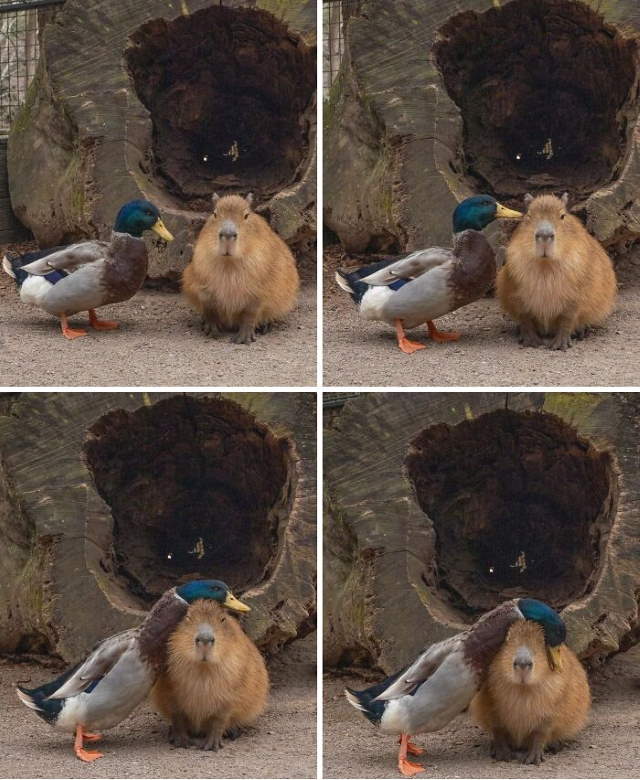 Shangrala's Adorable Capybaras