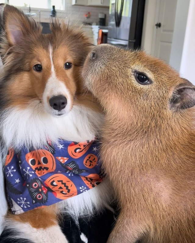Shangrala's Adorable Capybaras