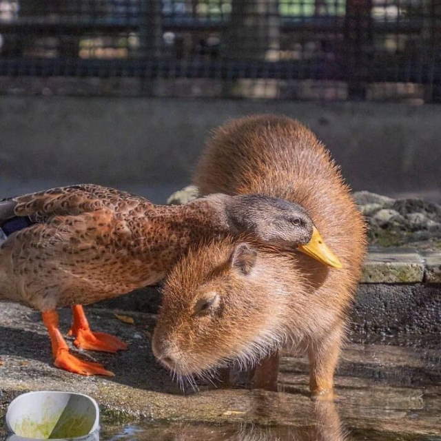 Shangrala's Adorable Capybaras