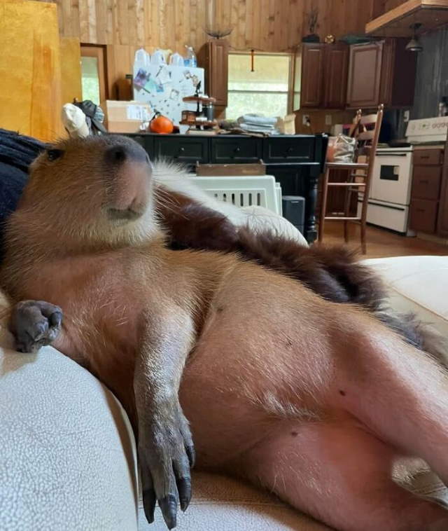 Shangrala's Adorable Capybaras