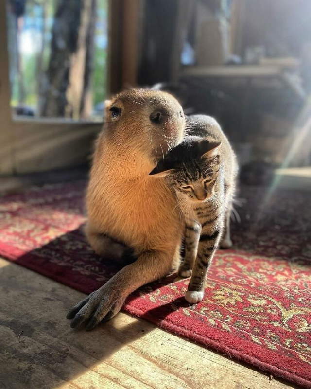 Shangrala's Adorable Capybaras