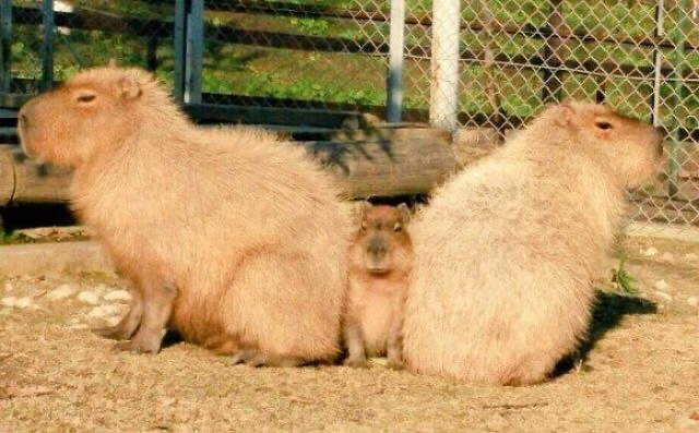 Shangrala's Adorable Capybaras