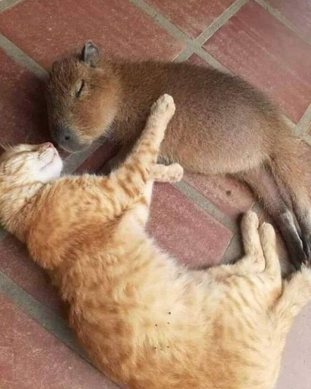 Shangrala's Adorable Capybaras