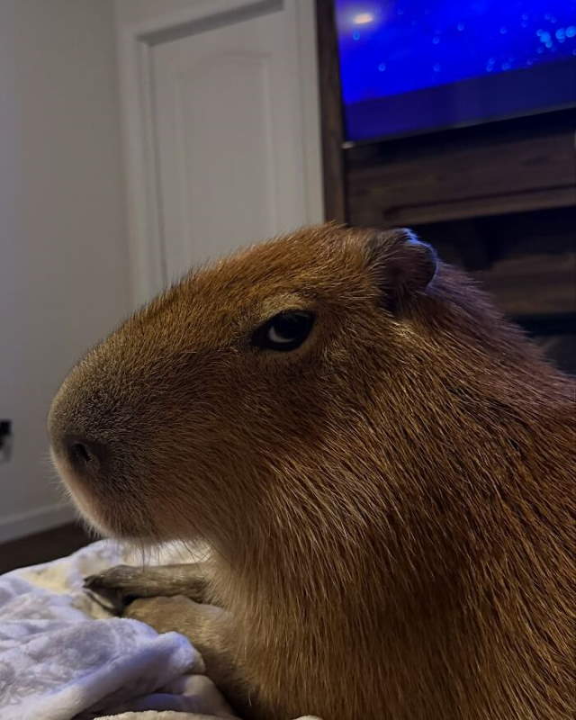 Shangrala's Adorable Capybaras