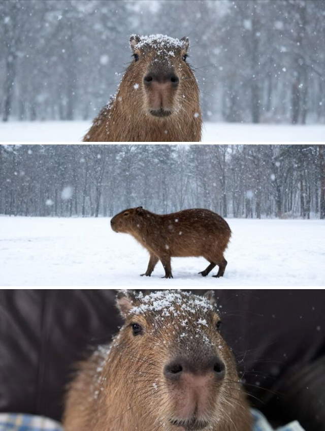 Shangrala's Adorable Capybaras