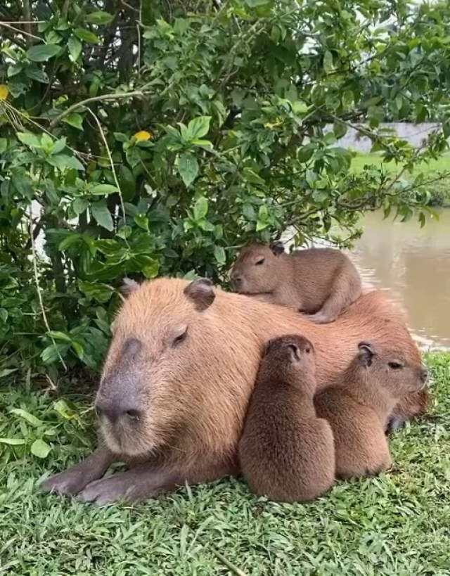 Shangrala's Adorable Capybaras
