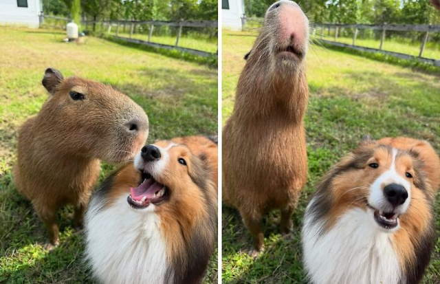 Shangrala's Adorable Capybaras