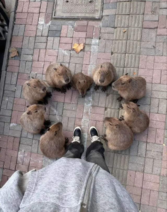 Shangrala's Adorable Capybaras