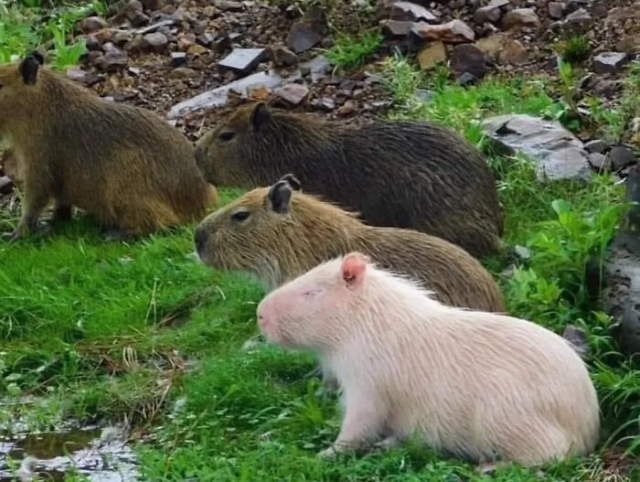Shangrala's Adorable Capybaras